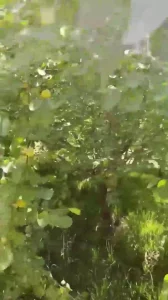 果园野战操熟女1